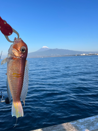 アマダイの釣果