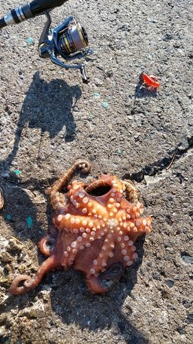 タコの釣果