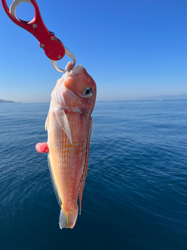 アマダイの釣果