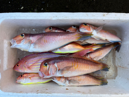 アマダイの釣果