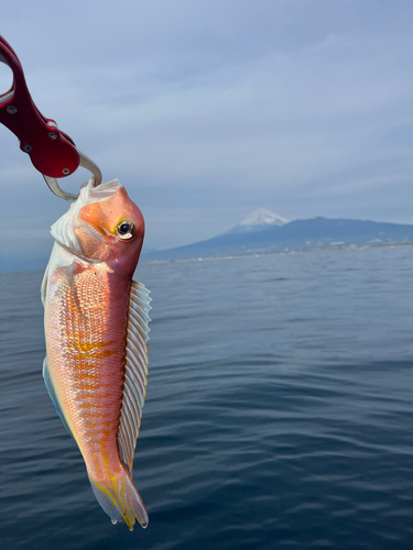 アマダイの釣果