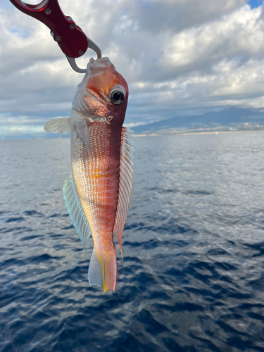 アマダイの釣果