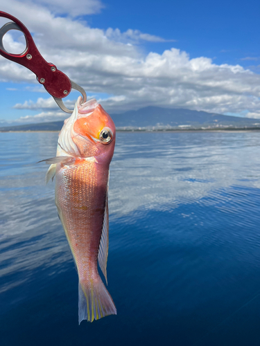 アマダイの釣果