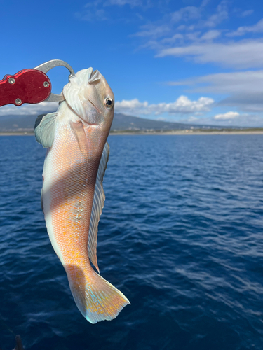 シロアマダイの釣果