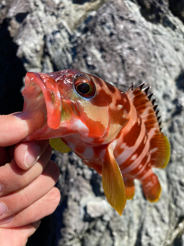 アカハタの釣果