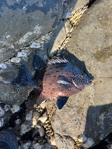 イシガキダイの釣果