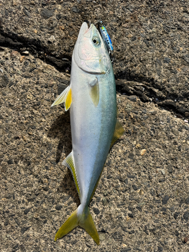 ツバスの釣果