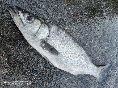 ヒラスズキの釣果