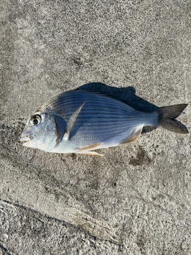 ヘダイの釣果