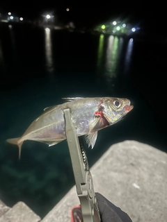 マアジの釣果