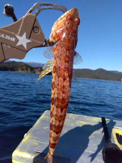 エソの釣果