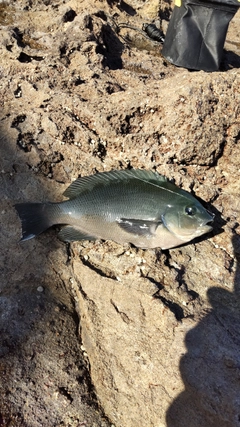 グレの釣果