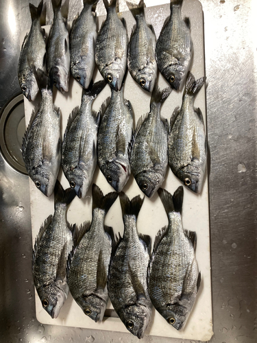 クロダイの釣果