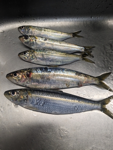 カタボシイワシの釣果