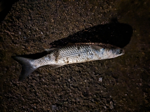 カタボシイワシの釣果