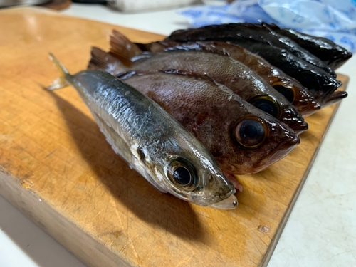 メバルの釣果