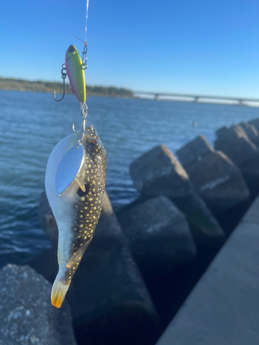 クサフグの釣果