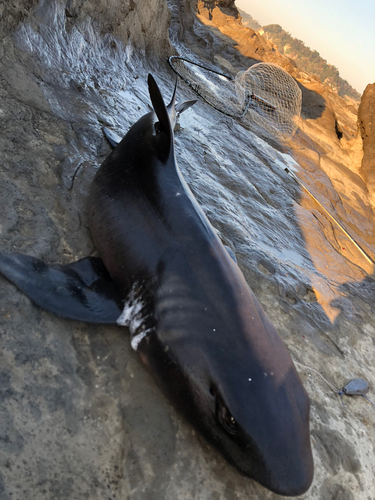 ドチザメの釣果