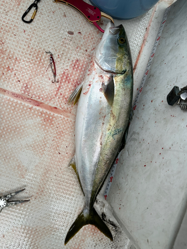 ハマチの釣果