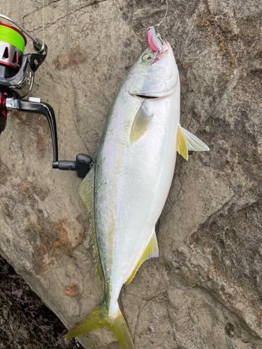 ワカシの釣果