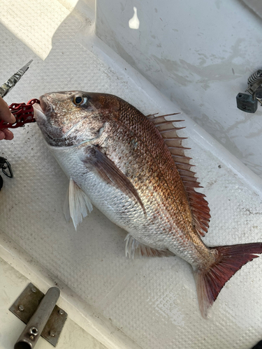 タイの釣果