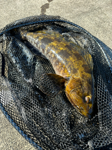 アイナメの釣果