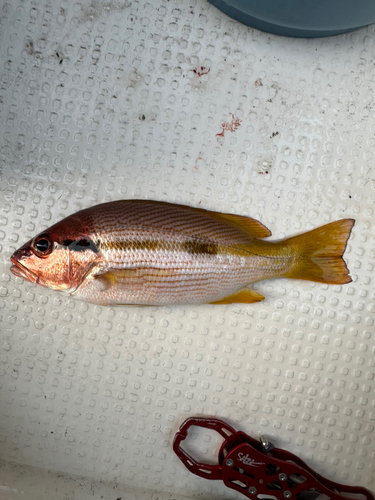 クロホシフエダイの釣果