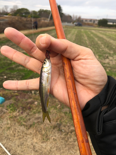 筑後川水系 オイカワ釣行4月 流れに魚が戻る時。