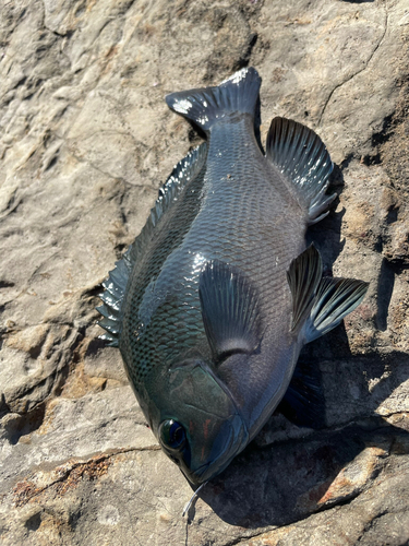 メジナの釣果