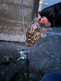 アラカブの釣果