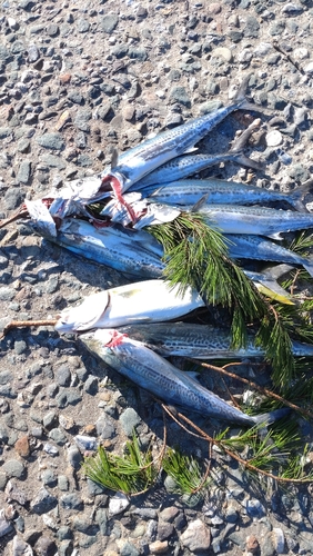 ハマチの釣果