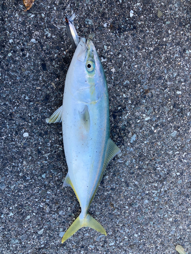 ハマチの釣果