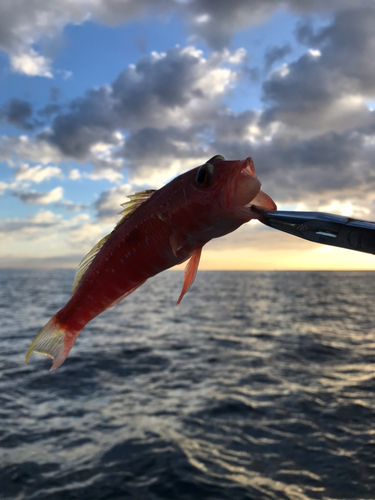 ヒメコダイの釣果