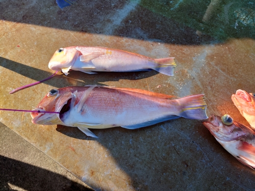 アマダイの釣果