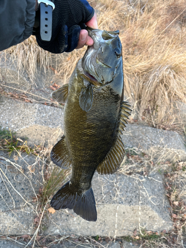 スモールマウスバスの釣果