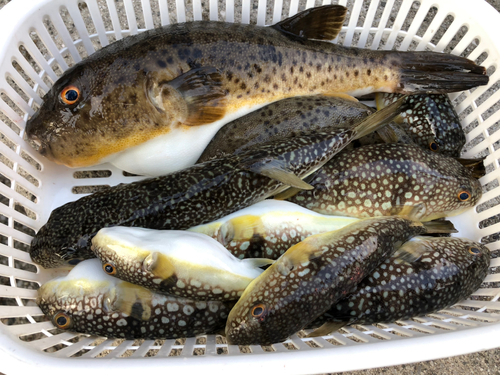 ショウサイフグの釣果