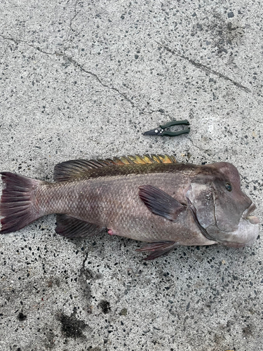 コブダイの釣果