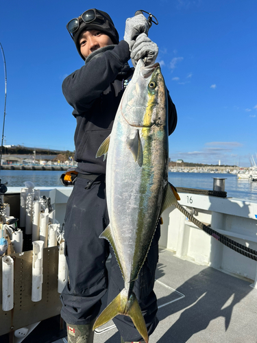 ブリの釣果