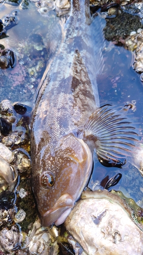 アイナメの釣果