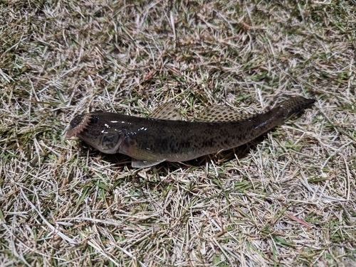 マハゼの釣果