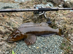 アイナメの釣果