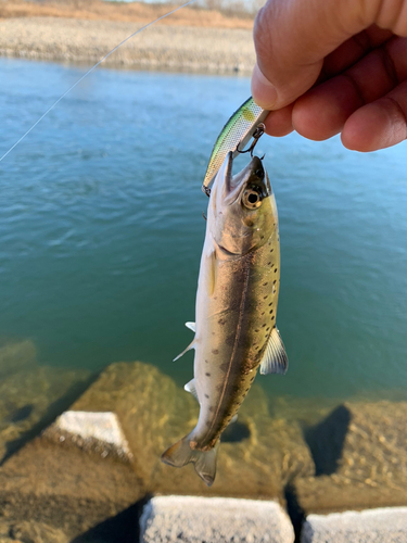 ヤマメの釣果