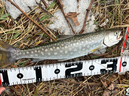 アメマスの釣果