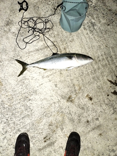 ハマチの釣果