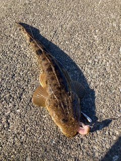 マゴチの釣果