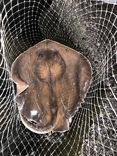 アカエイの釣果