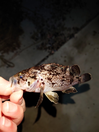 クロソイの釣果