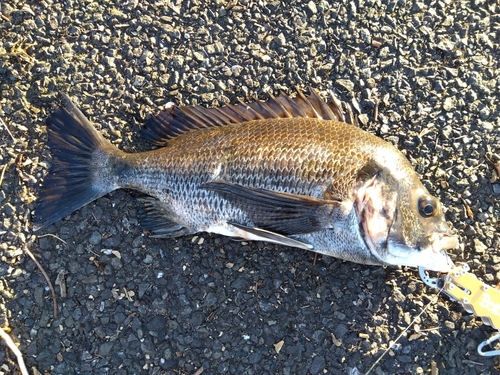 チヌの釣果