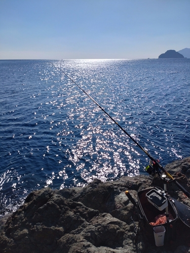 クロの釣果