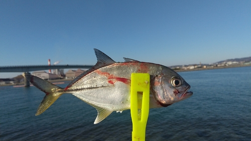 ギンガメアジの釣果